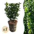 Hækplante – Euonymus japonicus Green Spire – 8 Planter – 1 Løbende Meter – Stedsegrøn – Potte 9 cm – Højde 20-25 cm