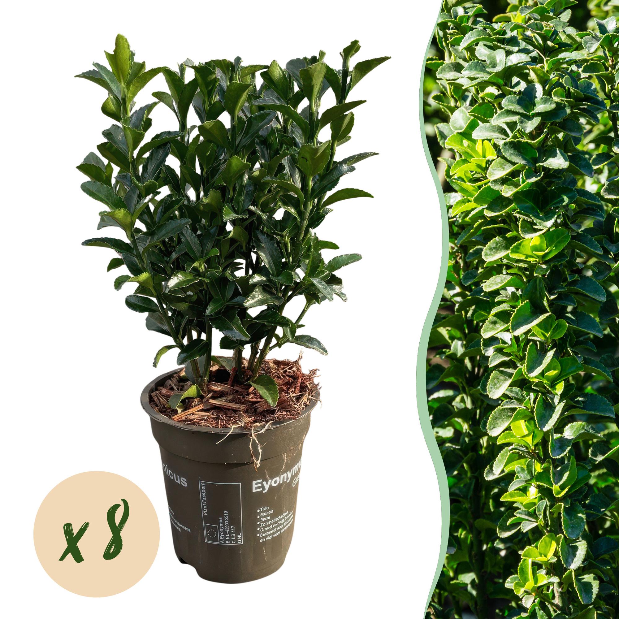 Hækplante – Euonymus japonicus Green Spire – 8 Planter – 1 Løbende Meter – Stedsegrøn – Potte 9 cm – Højde 20-25 cm