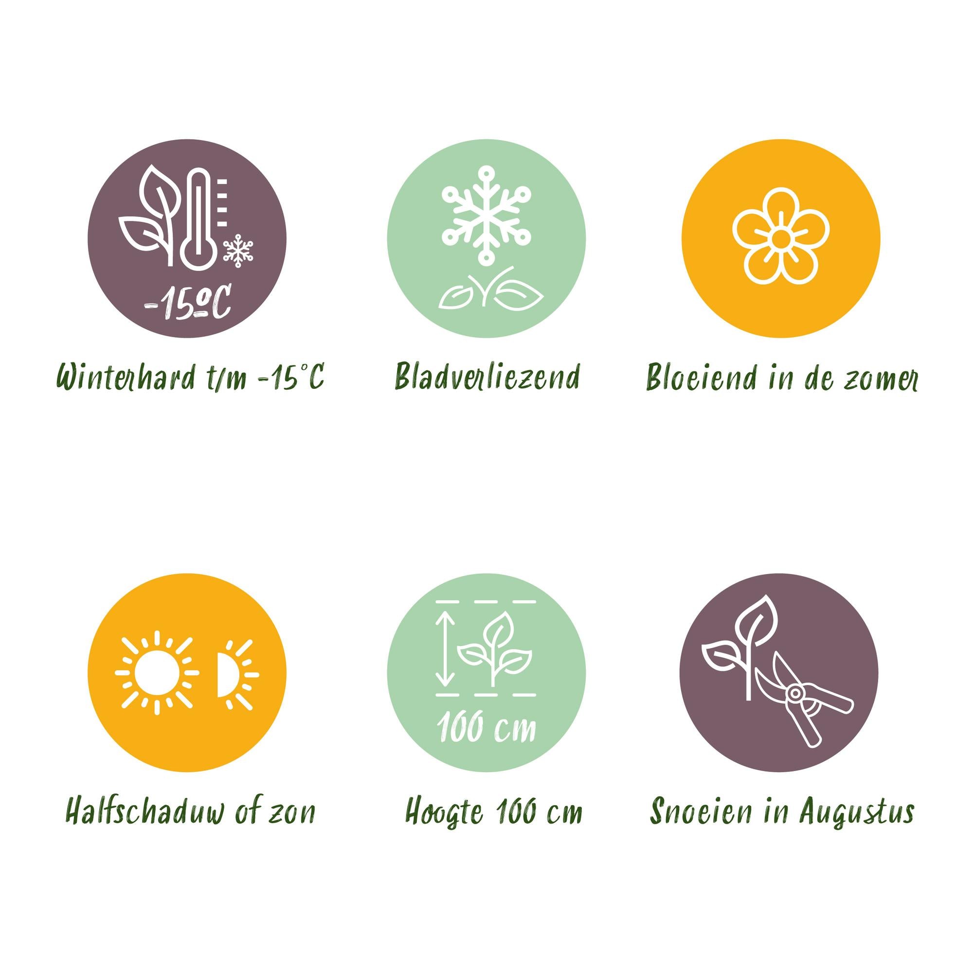 Terrasseplante - Hortensia - Hydrangea Forever & Ever - Hvid - 7-12 Blomster - 2 Planter - Potte 23cm - Højde 55cm