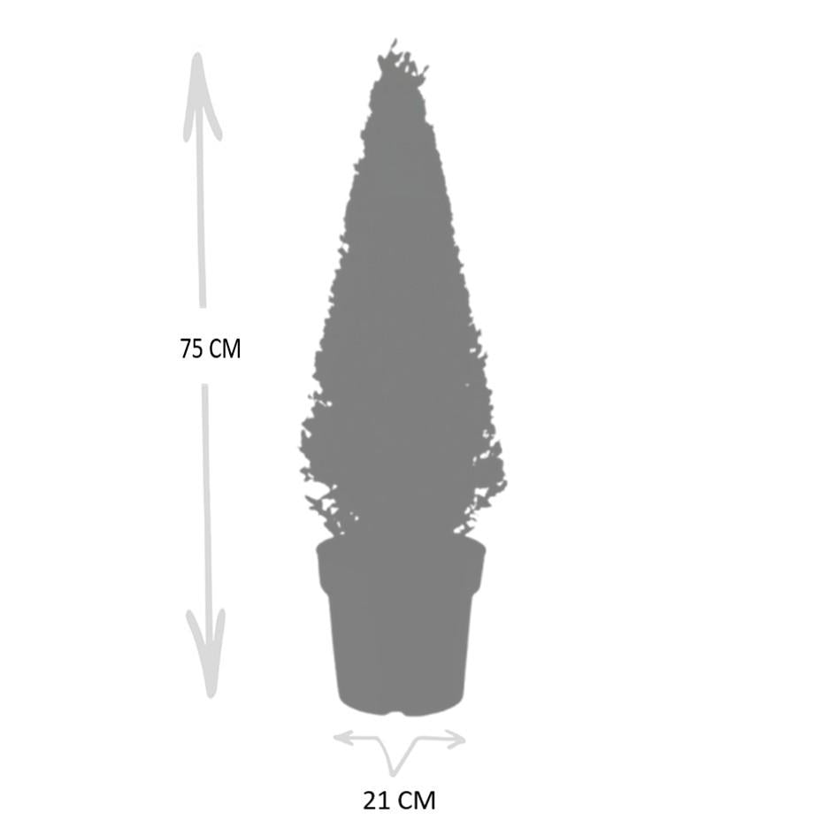 1x Ilex pyramide 55 cm høj | Ø 21 cm