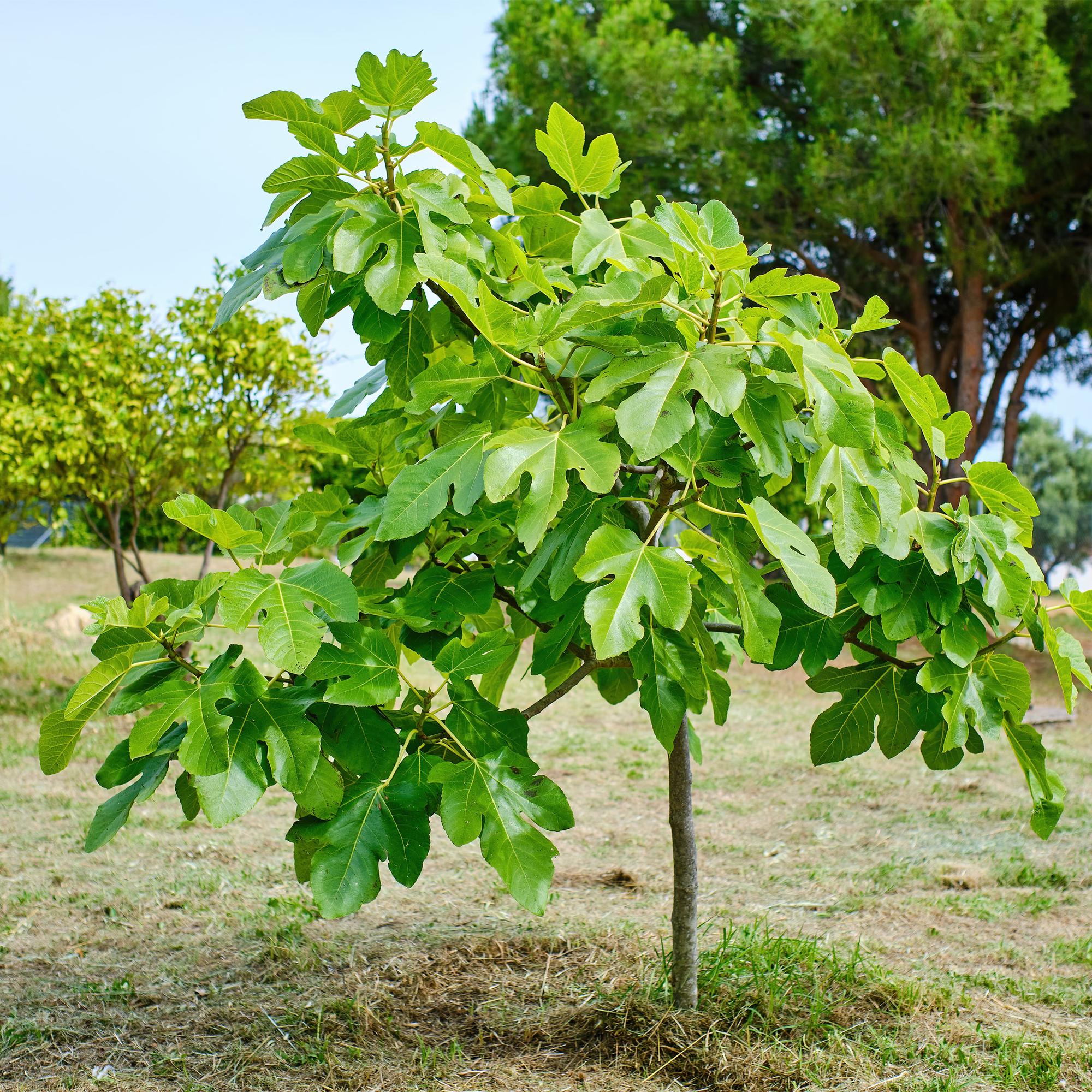 Ficus Carica Brown Turkey - Plante På Stamme - Terrasseplante - Løvfældende - Let Vedligehold - Potte 19cm - Højde 90cm