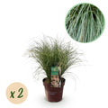 Prydgræsser – Carex comans 'Frosted Curls' – Grøn – 2 Planter – Stedsegrøn – Lavt Vedligehold – Potte Ø17 cm Højde 50 cm