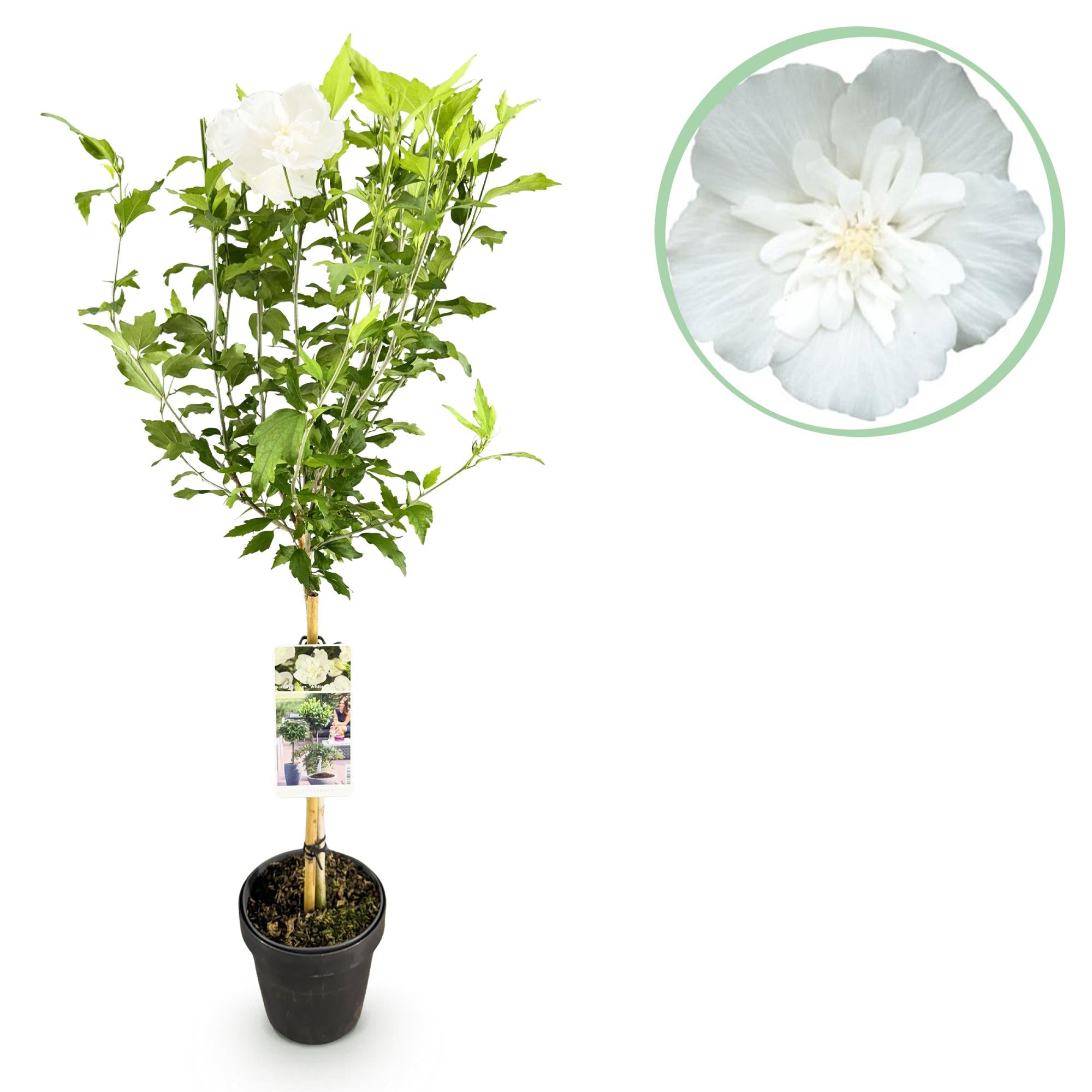 Tuinplante - Hibiscus Syriacus White Chiffon® - Plante På Stamme - Terrasseplante - Løvfældende - Let Vedligehold - Potte 19cm - Højde 90cm