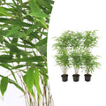 6x Fargesia Rufa Ø13 cm - ↕25 cm Bambu