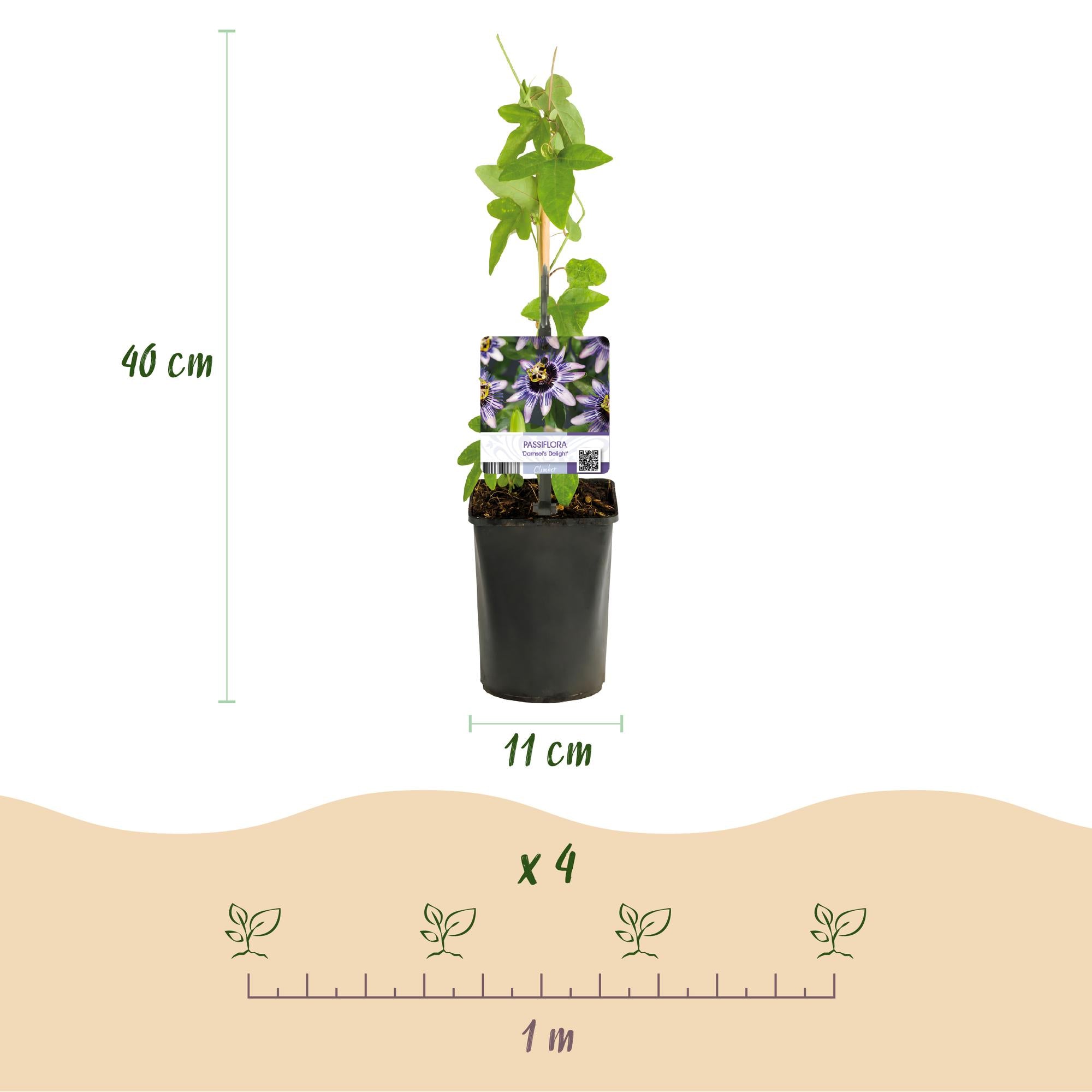 Passionsblomst - Passiflora Rainbow - Blomst Pink Hvid Lilla Grøn - Lav vedligeholdelse - 4 planter - Potte 11cm Højde 40cm