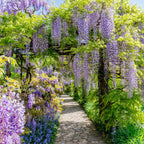 Blue Rain - Wisteria floribunda Prolific - Flower Blue - 1 plante - Potte 11cm Højde 40cm
