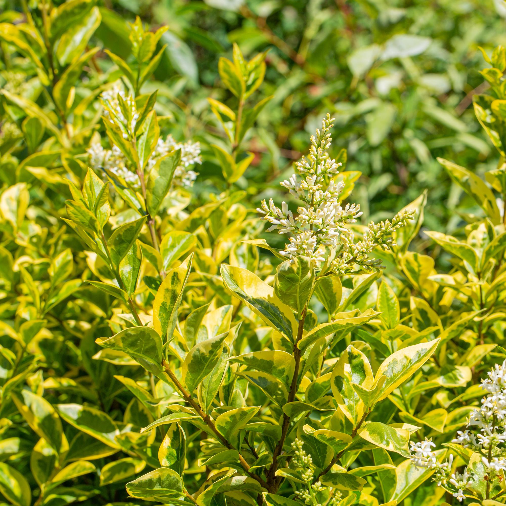 Ligustrum ovalifolium 'Aureum' – 8 stk. stedsegrønne hækplanter med gule og grønne blade – Dækker 1 meter – Højde 35-40 cm – Pot Ø9 cm