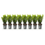 Buxus sempervirens – 8 stk. stedsegrønne hækplanter – Dækker 1 meter – Højde 20-25 cm – Pot Ø9 cm