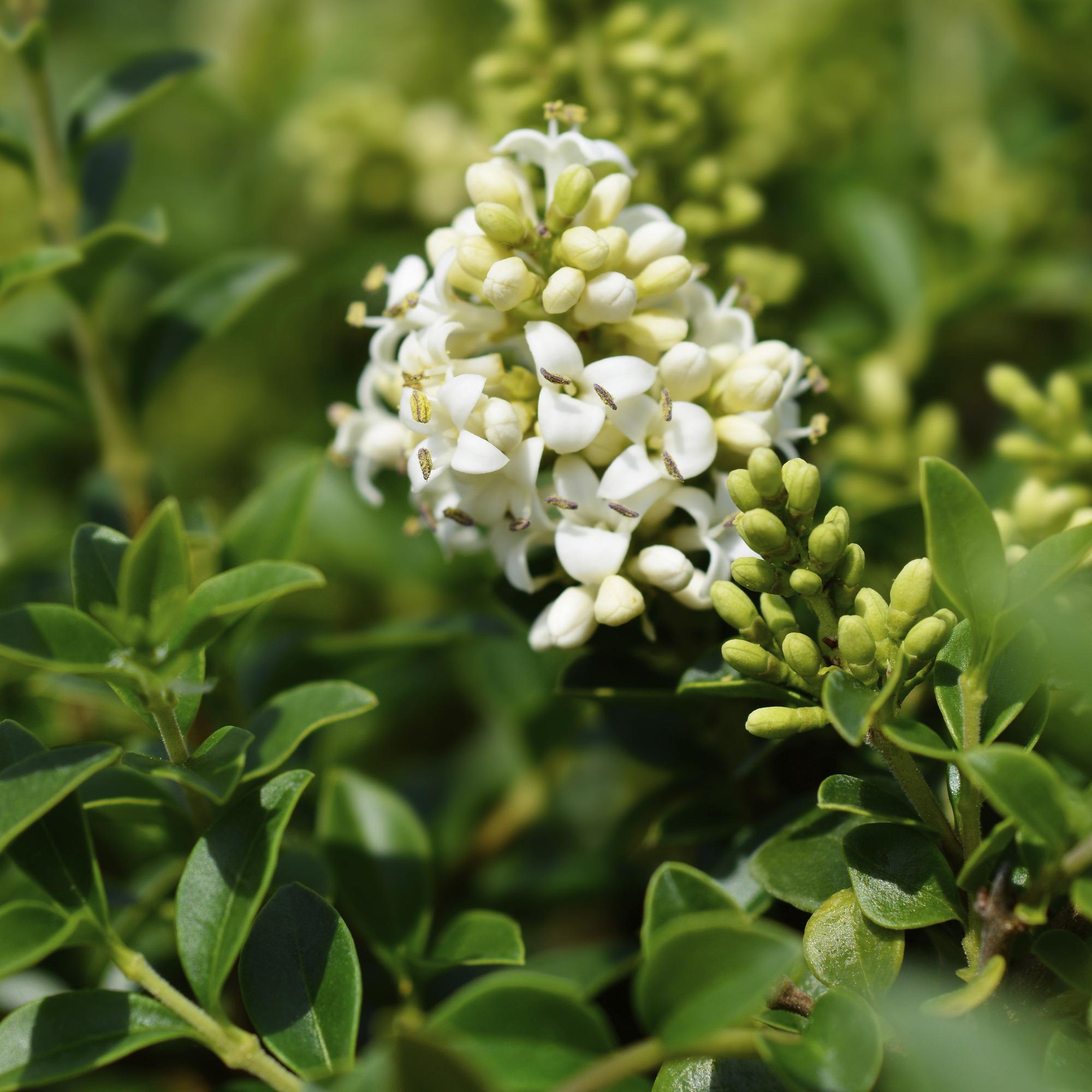Haveplante – Ligustrum delavayanum – Stammeplante – Terrasseplante – Stedsegrøn – Nem Pleje – Potte Ø19 cm Højde 90 cm