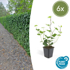 Hedera Hibernica 6x - ↕10-25cm - Ø9cm