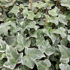 Hedera helix 'Glacier' 20x - ↕10-25cm - Ø9cm