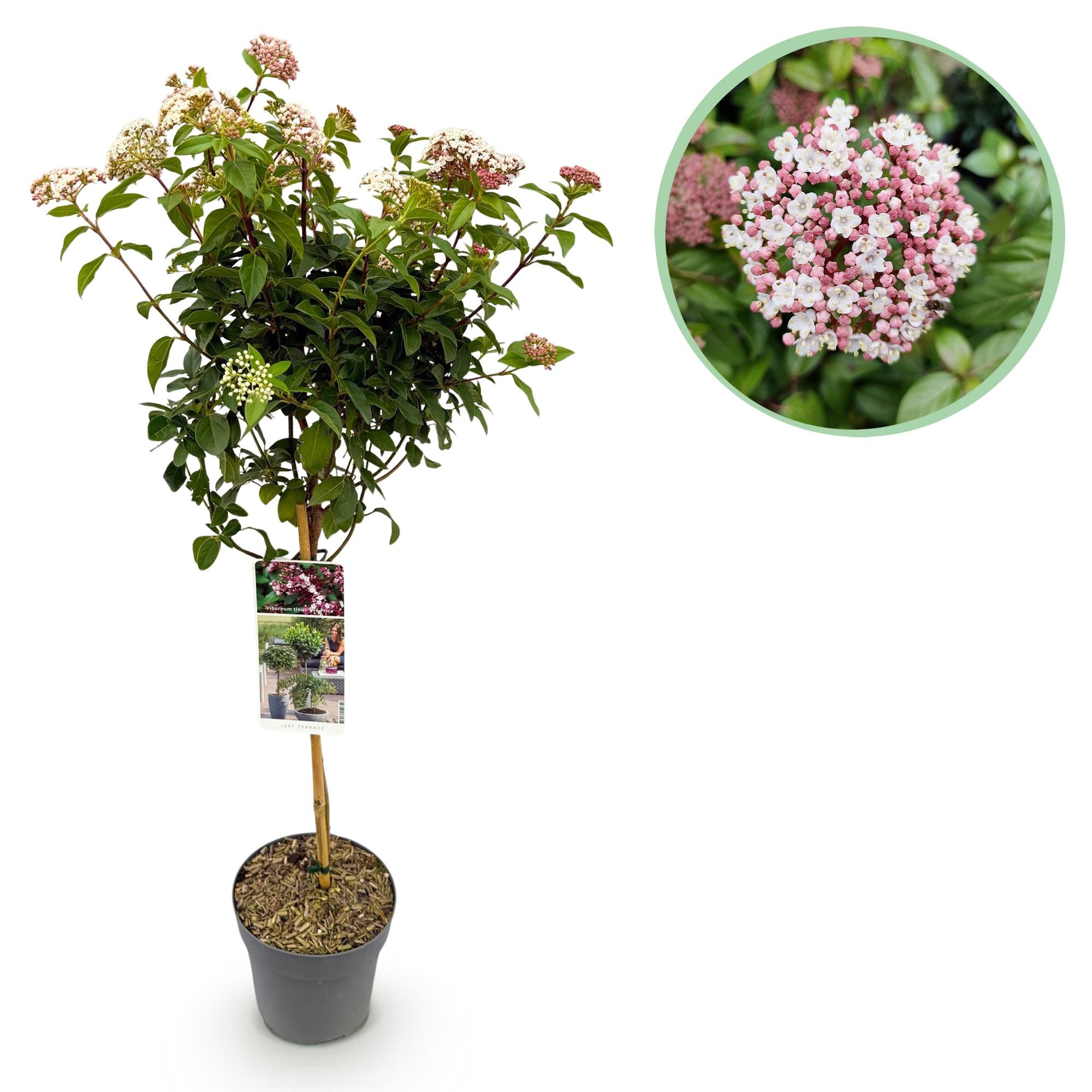 Tuinplante - Viburnum Tinus Eve Price - Plante På Stamme - Terrasseplante - Vintergrøn - Let Vedligehold - Potte 19cm - Højde 90cm