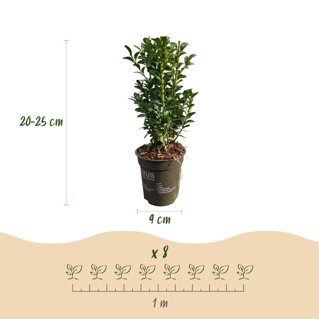 Buxus sempervirens – 8 stk. stedsegrønne hækplanter – Dækker 1 meter – Højde 20-25 cm – Pot Ø9 cm