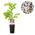Grøn boutiQ - Wisteria - Wisteria floribunda Rosea - Blomsterrosa - 1 plante - Potte 11cm Højde 40cm