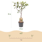 Frugtplante – Blommetræ – Prunus domestica 'Opal' – Gulrød Frugt – Potte 21 cm – Højde 90 cm