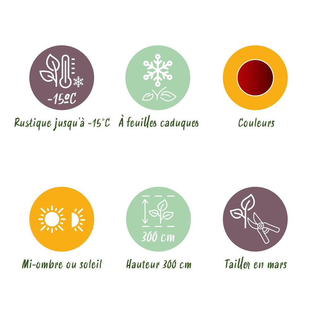 Uteplatsväxt – Japansk lönn – Acer palmatum 'Jerre Schwartz' – Mörkröd – 2 plantor – Lövfällande – Kruka Ø19 cm Höjd 70 cm