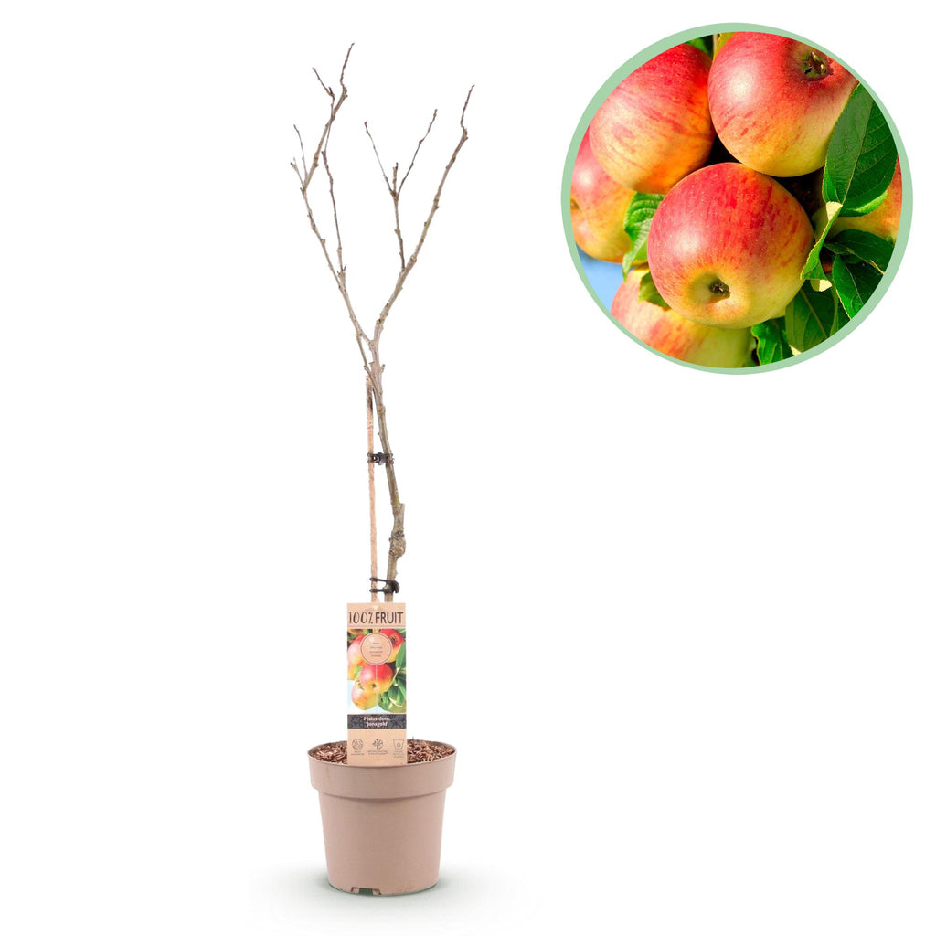 Frugtplante – Æbletræ – Malus domestica 'Jonagold' – Gulgrønt Æble – Potte 21 cm – Højde 90 cm