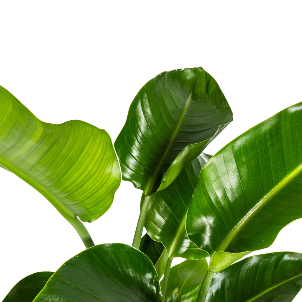 Strelitzia Nicolai Ø21cm - ↕90 - 110cm