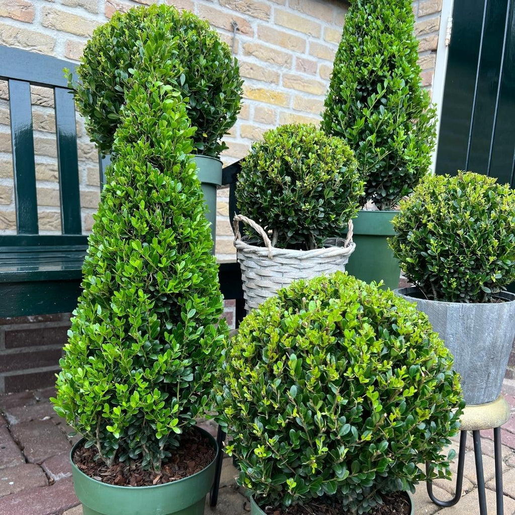 1x Ilex pyramide 55 cm høj | Ø 21 cm