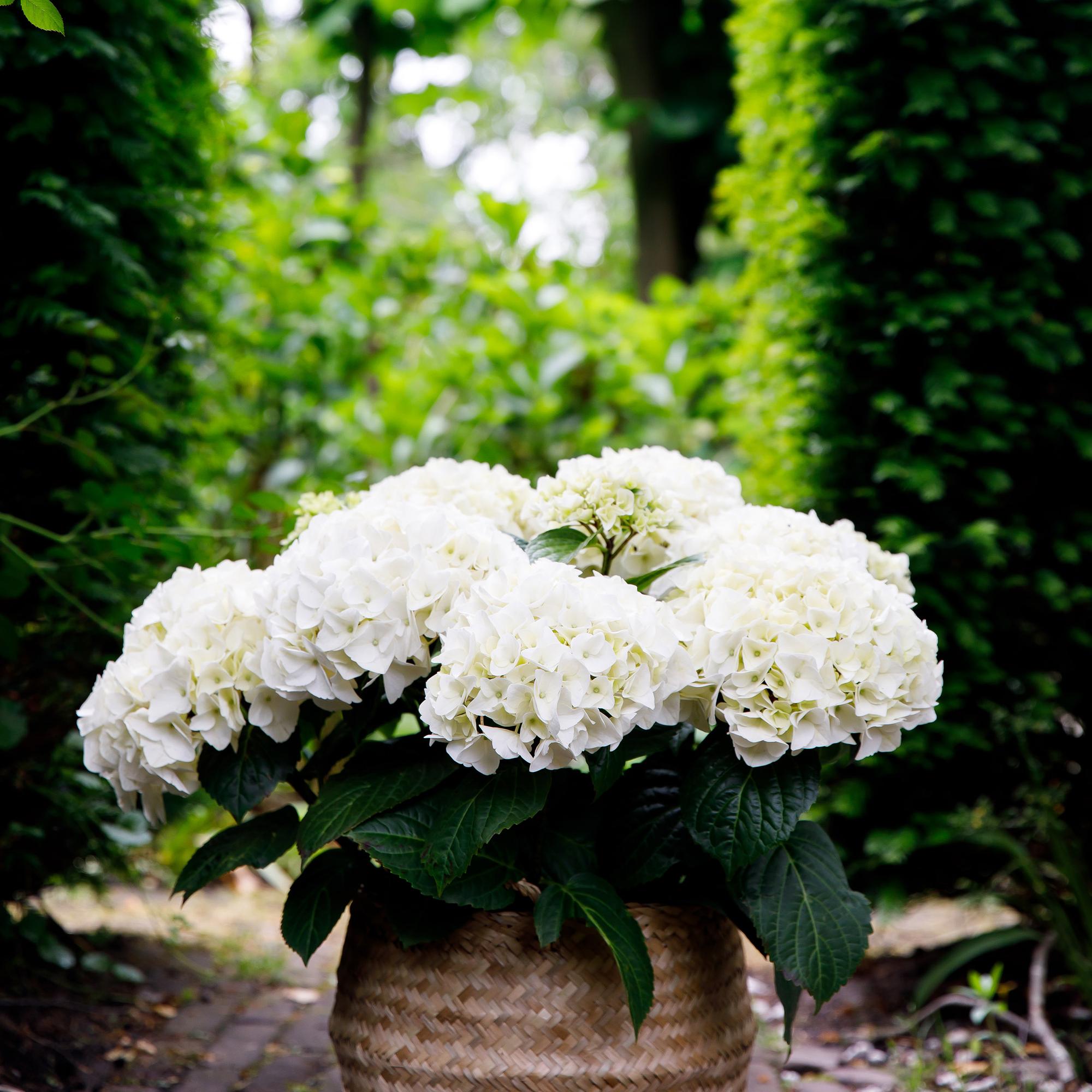 Terrasseplante - Hortensia - Hydrangea Forever & Ever - Hvid - 7-12 Blomster - 2 Planter - Potte 23cm - Højde 55cm