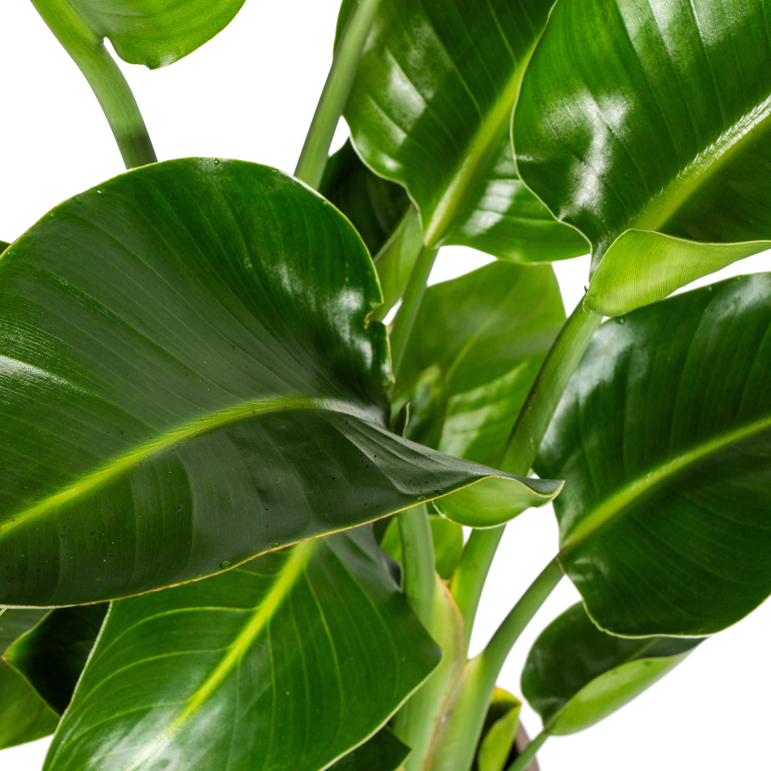 Strelitzia Nicolai Ø21cm - ↕90 - 110cm