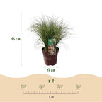 Prydgræsser – Carex comans 'Frosted Curls' – Grøn – 2 Planter – Stedsegrøn – Lavt Vedligehold – Potte Ø17 cm Højde 50 cm