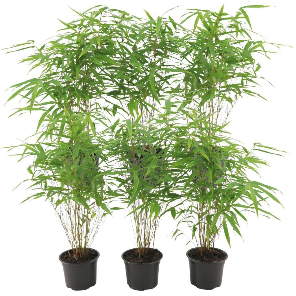 6x Fargesia Rufa Ø13 cm - ↕25 cm Bambu