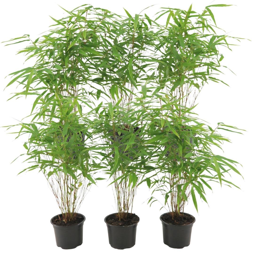 6x Fargesia Rufa Ø13 cm - ↕25 cm Bambu