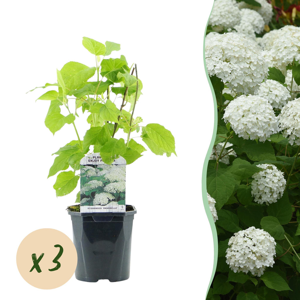 Hydrangea arborescens 'Annabelle' – 3 stk. plænehortensia med hvide blomster – Dækker 1 m² – Bladfældende – Store blomster – Pot Ø17 cm – Højde 50 cm