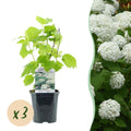 Hydrangea arborescens 'Annabelle' – 3 stk. plænehortensia med hvide blomster – Dækker 1 m² – Bladfældende – Store blomster – Pot Ø17 cm – Højde 50 cm