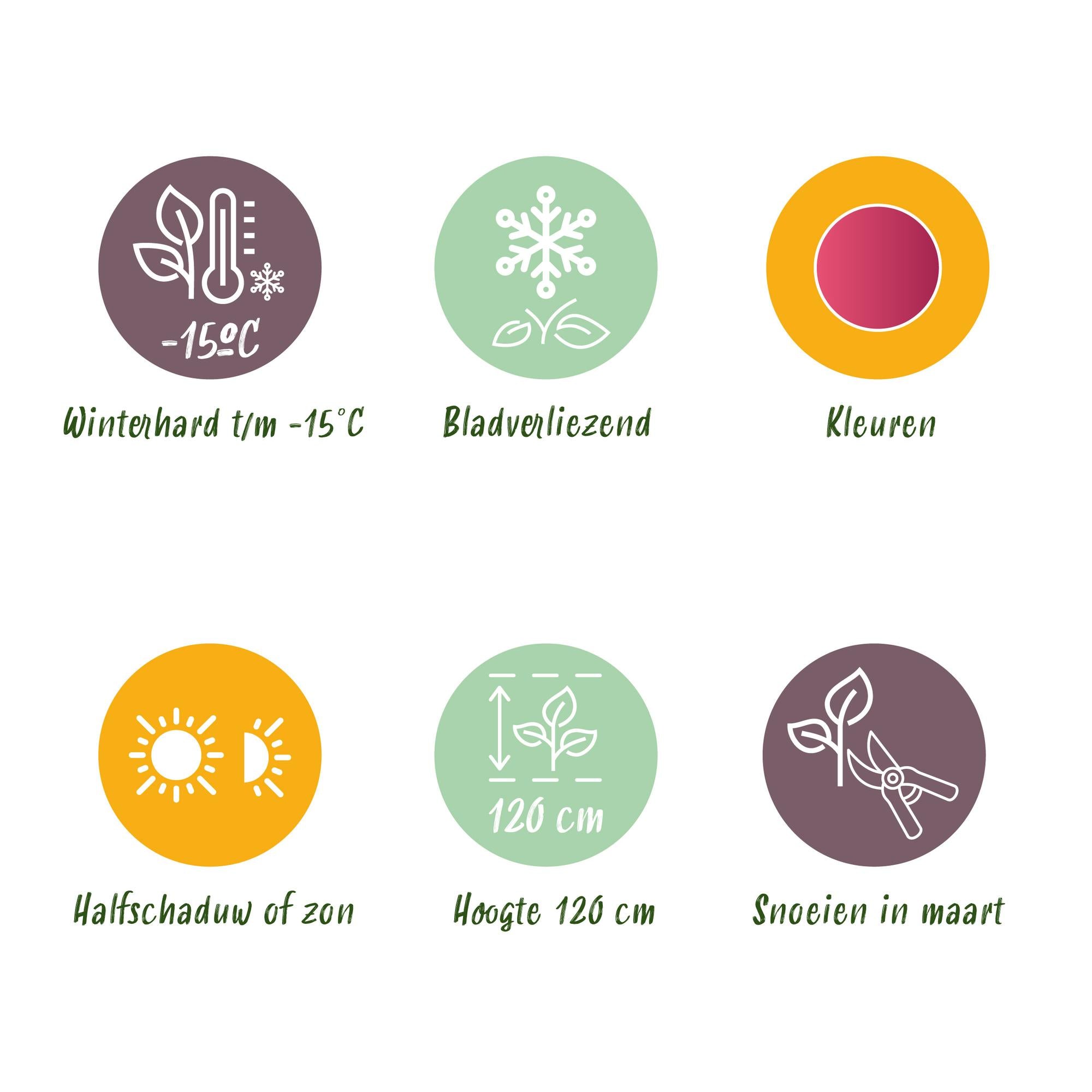 Terrasplante - Japansk Ahorn - Acer palmatum Pink Dwarf - Rosa - 2 Plante - Bladfaldende - Potte 19cm - Højde 70cm