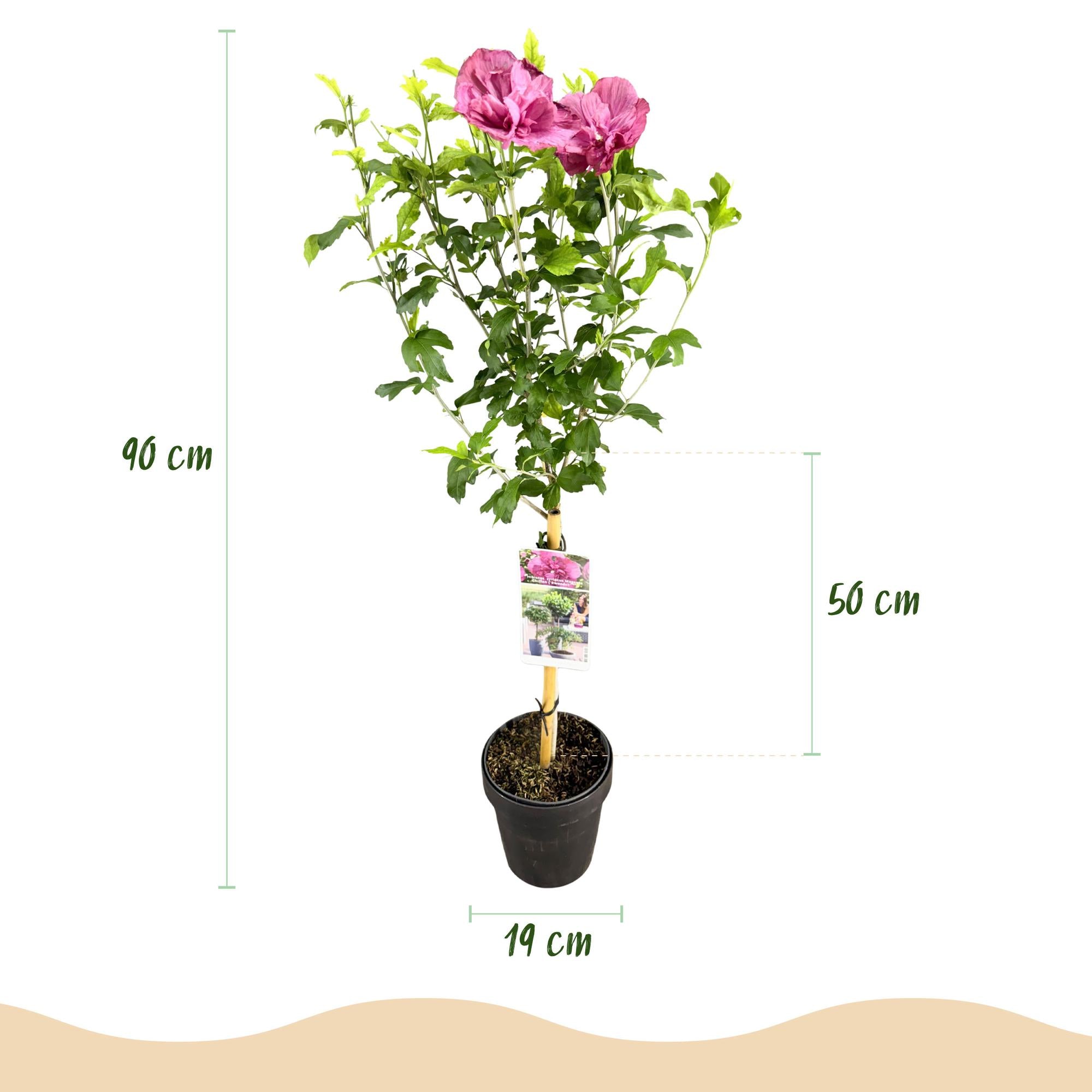 Hibiscus syriacus 'Magenta Chiffon®' – Stammeplante – Bladfaldende Terrasseplante – Pot 19 cm – Højde 90 cm