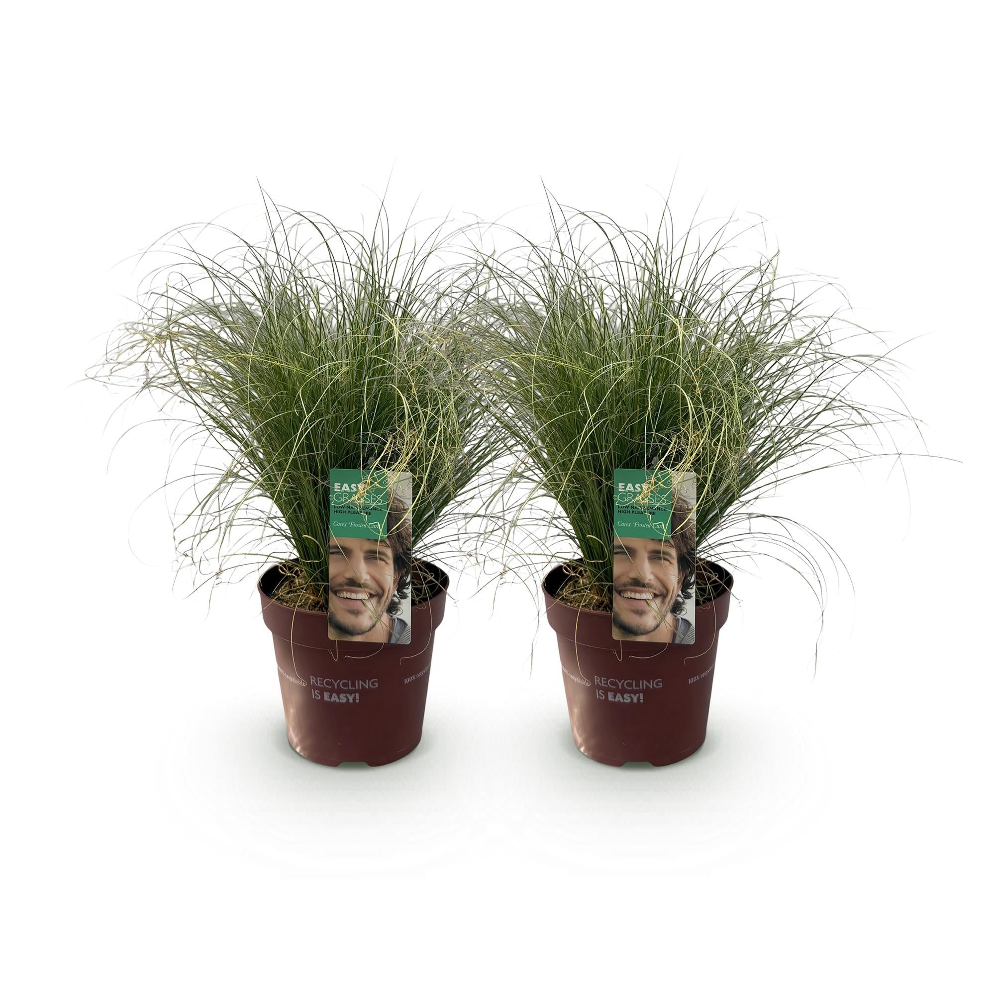 Prydgræsser – Carex comans 'Frosted Curls' – Grøn – 2 Planter – Stedsegrøn – Lavt Vedligehold – Potte Ø17 cm Højde 50 cm