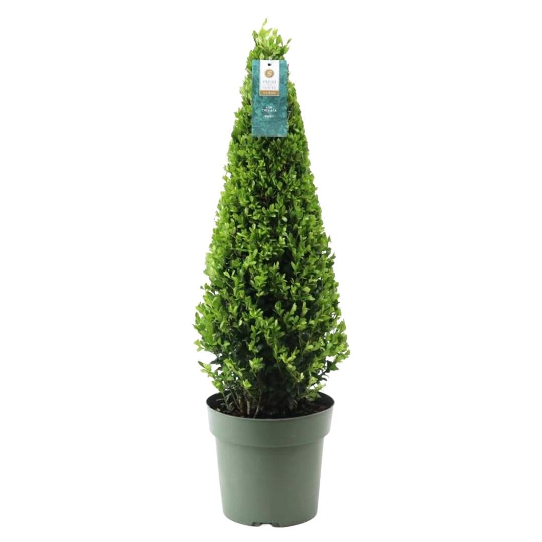 1x Ilex pyramide 55 cm høj | Ø 21 cm