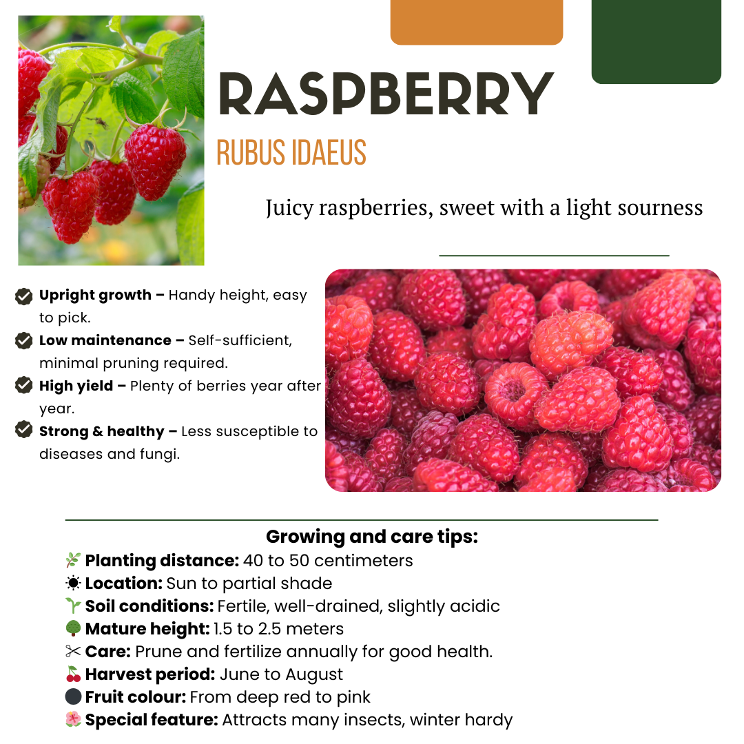 Summer Fruits" BIO Frugtplanter Mix Sæt med 4 forskellige typer