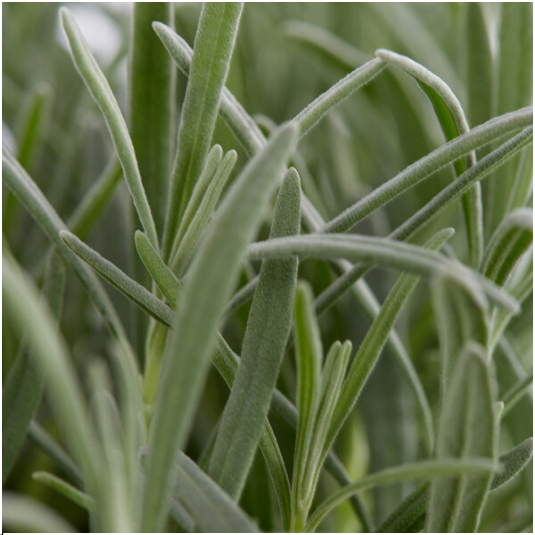 2x 6 pack Lavendel angustifolia - Ø7 cm - ↕15 cm