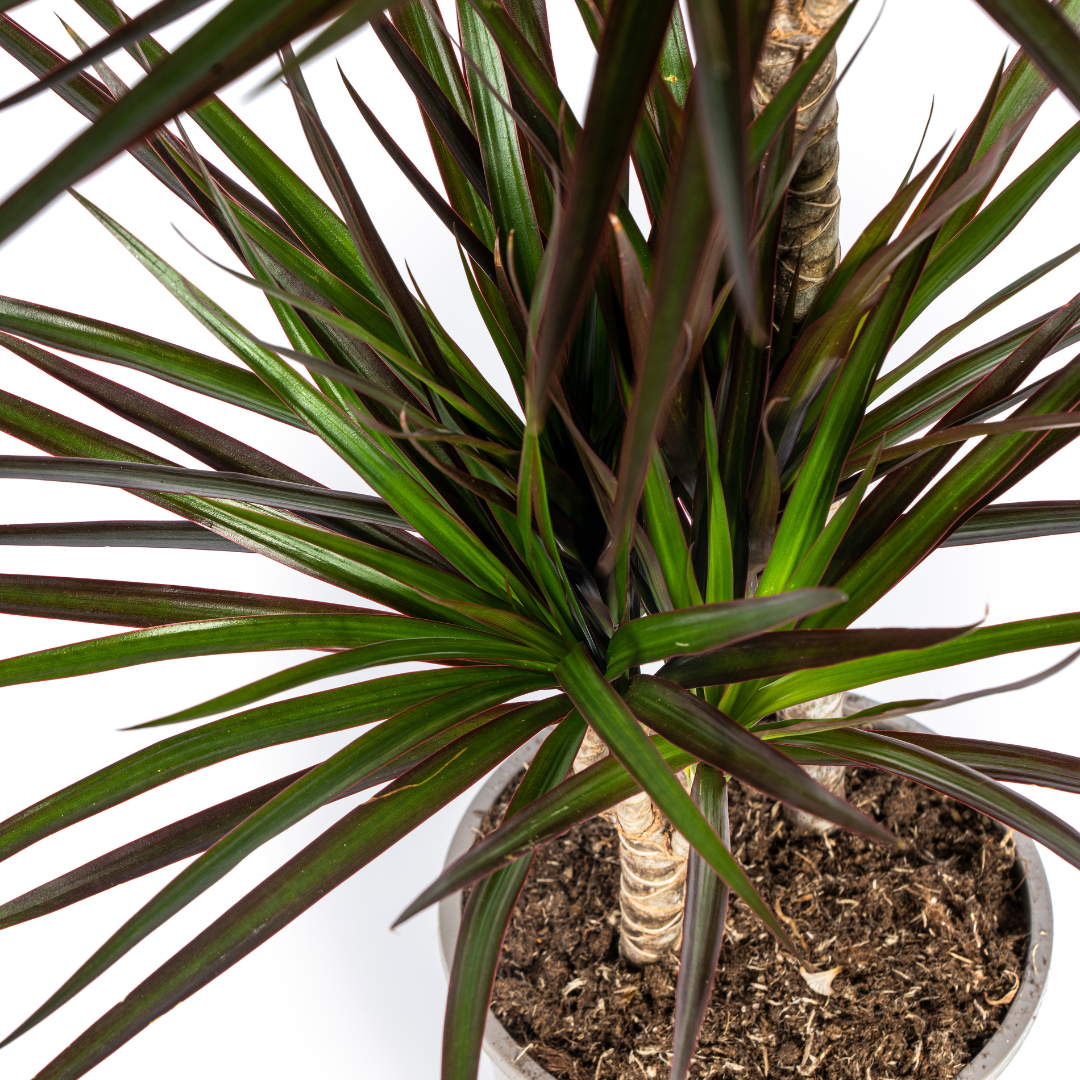 Dracaena Marginata Magenta – Ø19 cm – Højde 70-90 cm