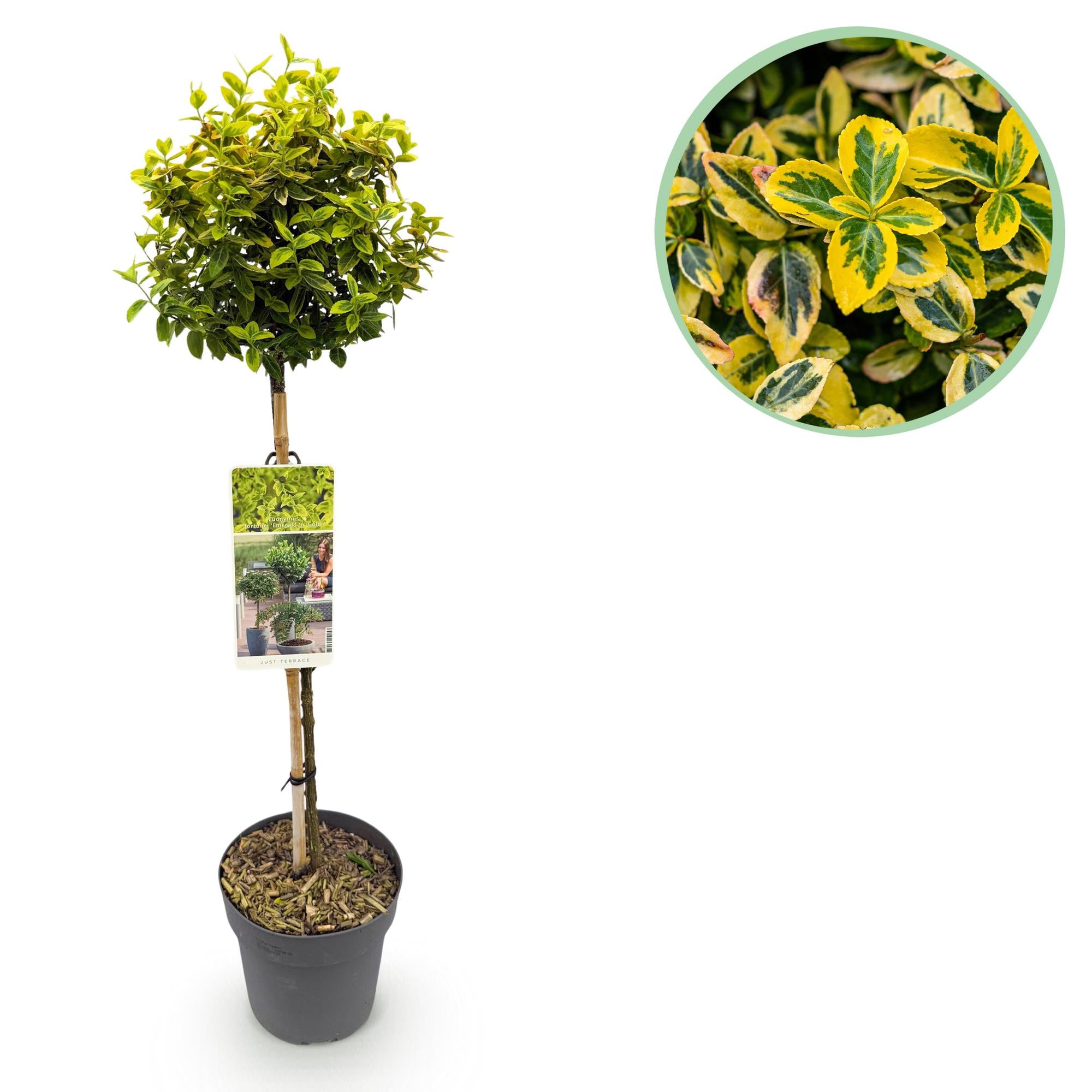 Euonymus fortunei 'Emerald n Gold' – Stammeplante – Bladbevaret Terrasseplante – Pot 19 cm – Højde 90 cm