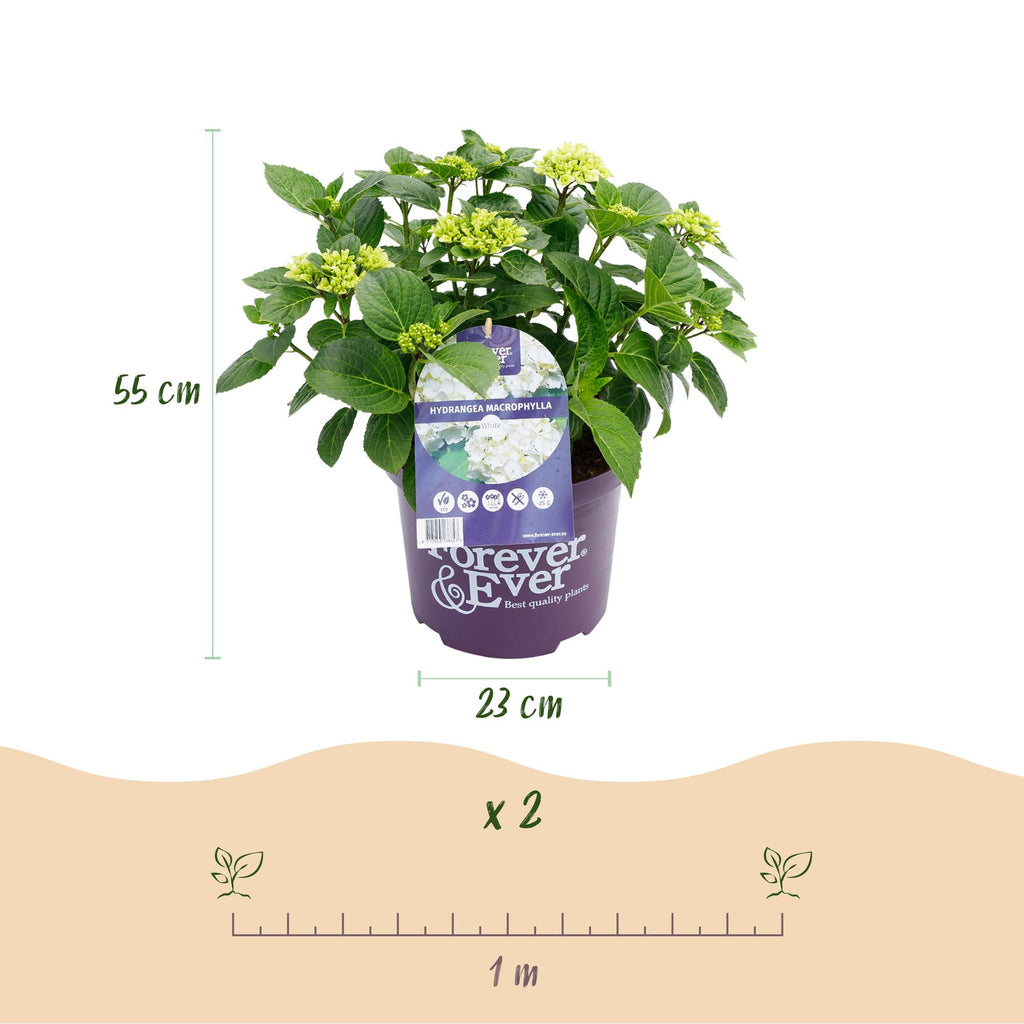Terrasseplante - Hortensia - Hydrangea Forever & Ever - Hvid - 7-12 Blomster - 2 Planter - Potte 23cm - Højde 55cm