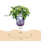 Terrasseplante - Hortensia - Hydrangea Forever & Ever - Hvid - 7-12 Blomster - 2 Planter - Potte 23cm - Højde 55cm