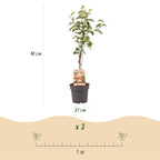 Frugtplante - Appeltræ - Malus domestica Elstar - Rød-grøn Appel