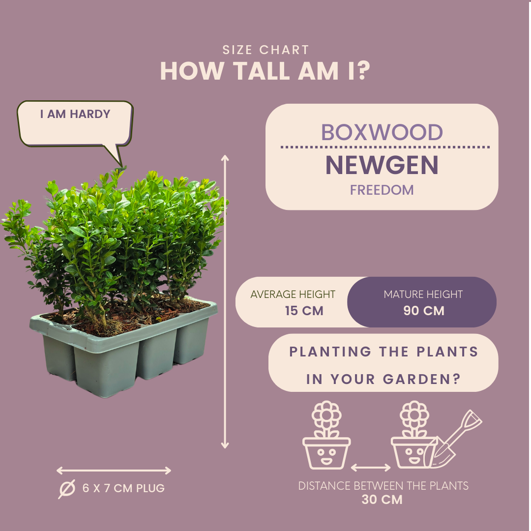 8 x 6-pak Buxus NewGen Freedom – Vinterhårdføre stedsegrønne buske – 48 x Ø7 cm – Højde ca. 15 cm | Kompakte buksbom