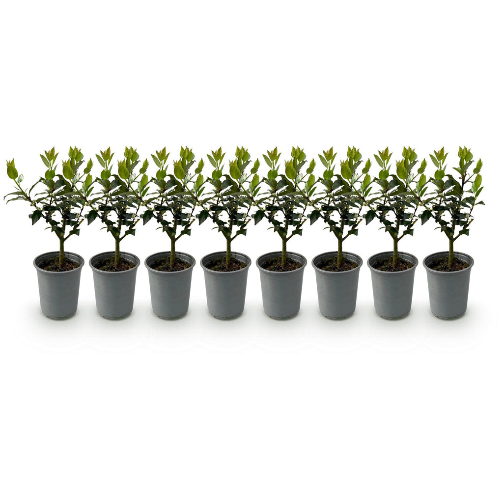 Ilex Blue Maid – 8 stk. stedsegrønne hækplanter – Dækker 1 meter – Højde 25-30 cm – Pot Ø9 cm