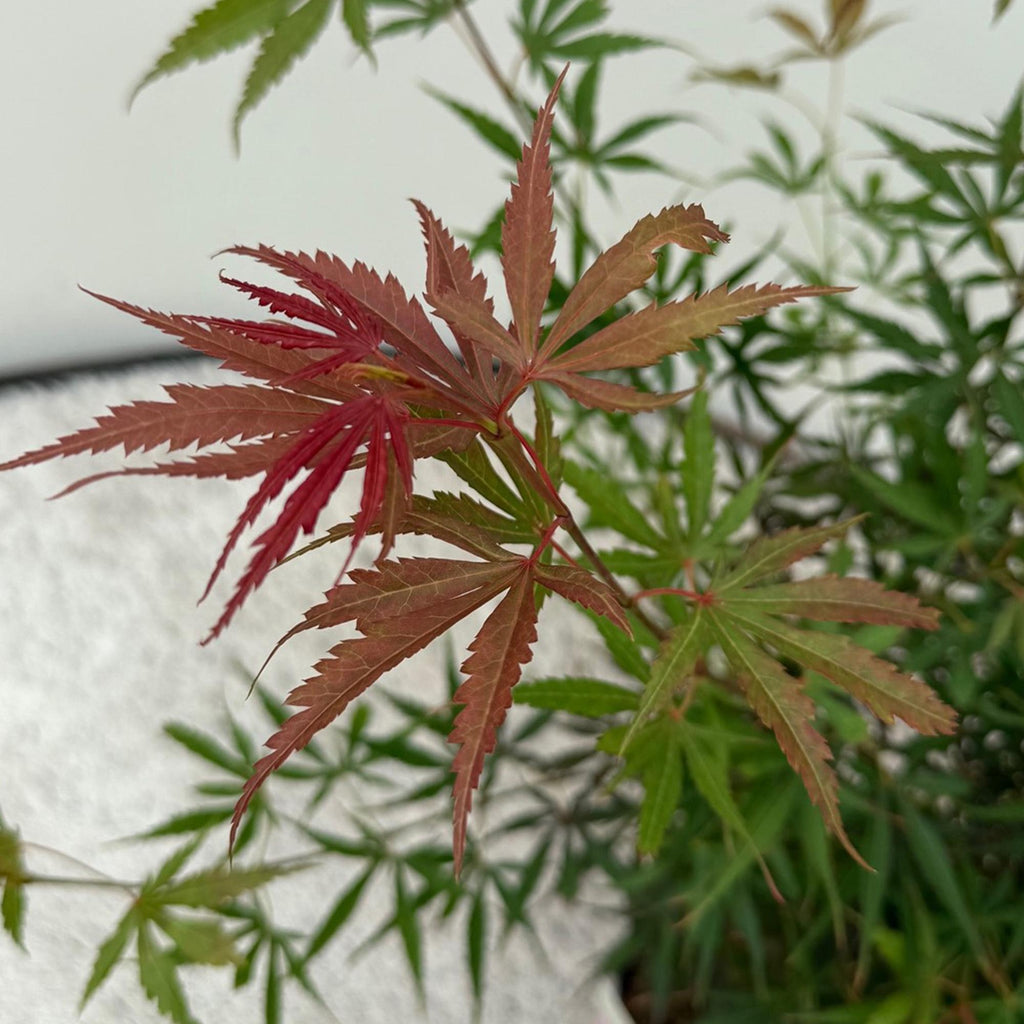 Uteplatsväxt – Japansk lönn – Acer palmatum 'Jerre Schwartz' – Mörkröd – 2 plantor – Lövfällande – Kruka Ø19 cm Höjd 70 cm