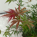 Uteplatsväxt – Japansk lönn – Acer palmatum 'Jerre Schwartz' – Mörkröd – 2 plantor – Lövfällande – Kruka Ø19 cm Höjd 70 cm