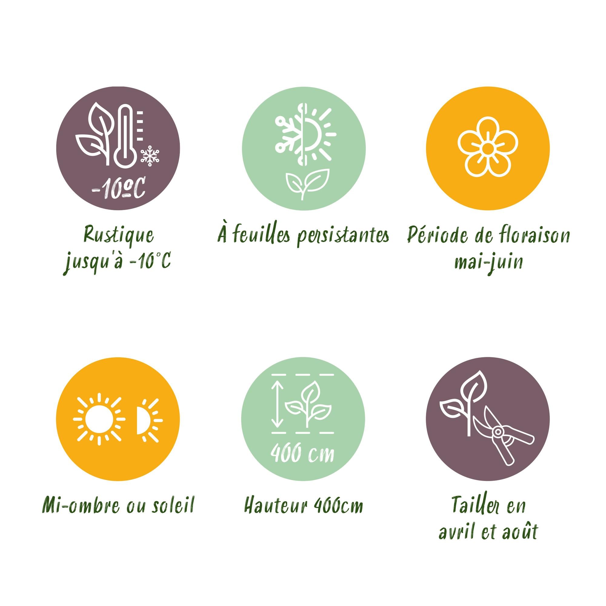 Photinia fraseri 'Red Robin' – 8 st. vintergröna häckväxter med röda och gröna blad – Täcker 1 meter – Höjd 30-35 cm – Kruka Ø9 cm 