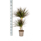 Dracaena Marginata Magenta – Ø19 cm – Højde 70-90 cm