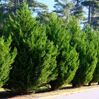 Cupressocyparis leylandii – 8 stk. – Grøn hækplante – Dækker 1 meter – Højde 35-40 cm – Potte Ø9 cm