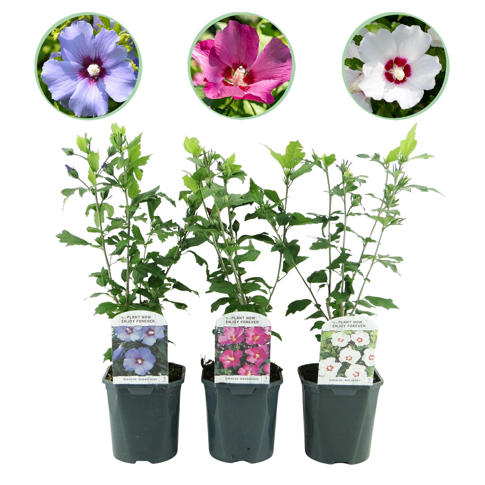 Hibiscus syriacus 'Tricolour' – 3 stk. løvfældende buske med blomster i pink, hvid og blå – Lav vedligeholdelse – Pot Ø17 cm – Højde 45 cm