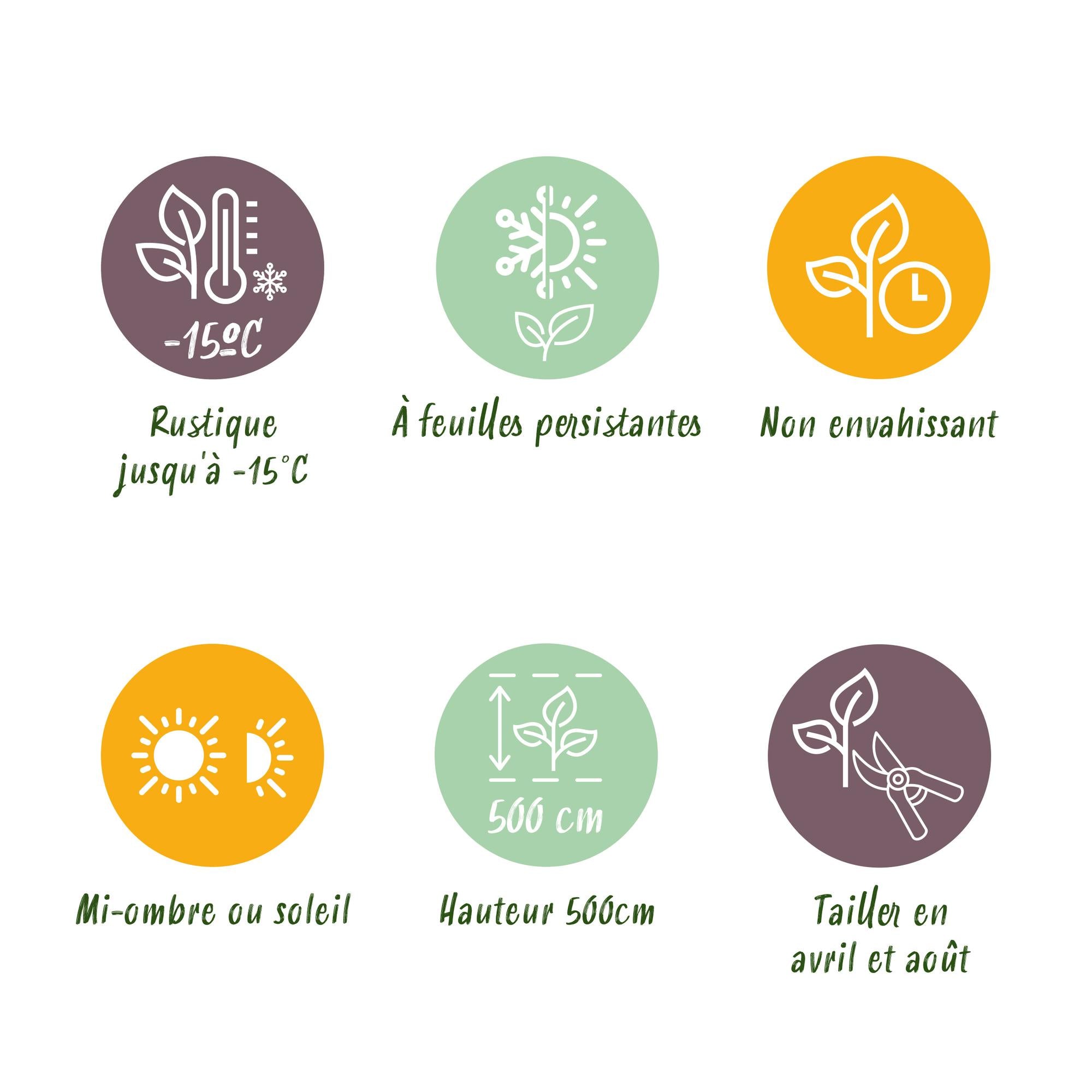 Hækplanter - Prunus lusitanica Angustifolia - Grønne Blade - 8 Planter - 1 Meter Lang Hæk - Stedsegrøn - Potte 9cm Højde 30-35cm